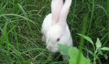 日记可爱的小白兔