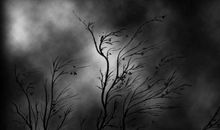 电影雨中的树观后感