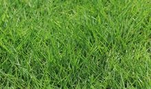 顽强的小草作文