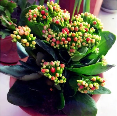 长寿花组成400个单词