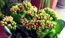 长寿花作文400字