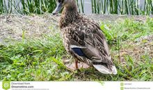 野鸭的友情读后感