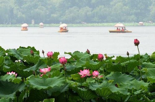 杭州西湖美女组成