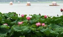 杭州西湖美景作文