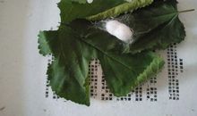 借物喻人春蚕作文