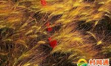 机会，像阳光一样跳跃