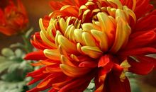 赞美菊花的作文