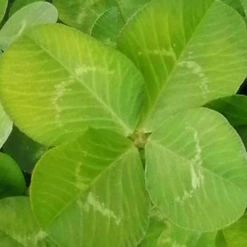 负罪犯罪的缩写