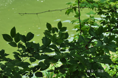 Meiyutan的绿色阅读