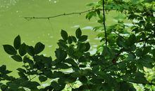 梅雨潭的绿读后感