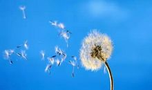 2015年高考满分作文安徽卷：由蝴蝶翅膀无色所想到的