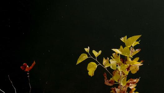 看完《丰满的乳房和肥臀》后的感想