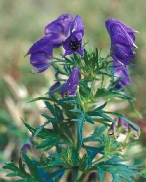 关于阅读《思想的力量》的思考