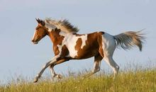 假如我有一匹马