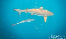 开讲啦胡旭东演讲稿：最惊险的一次航天发射