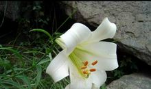 百合花开读后感