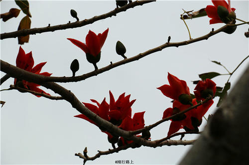 木棉花作文600字