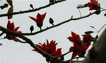 木棉花作文600字