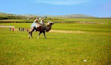 美丽的大草原作文