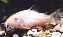 老鼠的自述作文