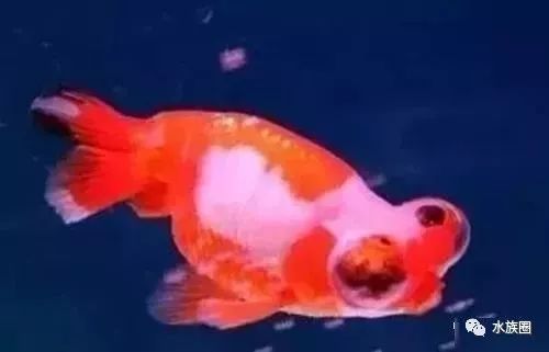 养金鱼的乐趣组成