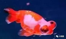 养金鱼的乐趣作文