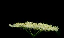 接骨木树妈妈读后感