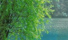 生命的声音读后感