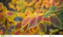 人造发光植物读后感