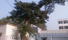 妙趣横生的校园生活