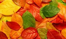 飘落的树叶作文