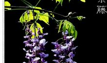 关于中山公园的作文