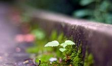 经典语录：岁月静好，很想和你就这样一起安然老去