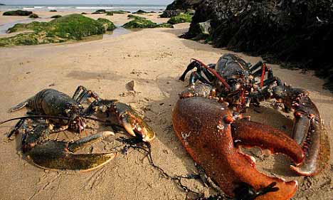 龙虾礁的住客评论