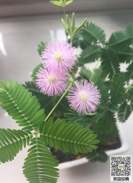 我喜欢含羞草成分