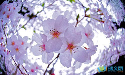 描述自然风光的构图