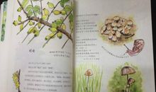 笔记大自然读后感