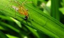 草丛中的发现400字