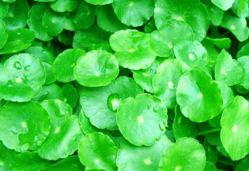 在草丛中发现200个字