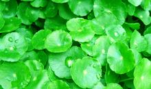 草丛中的发现200字