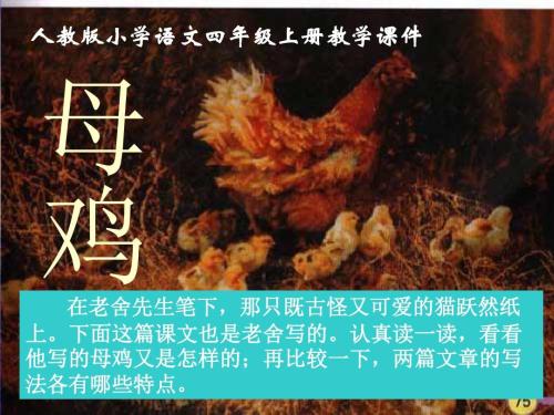 描述母鸡的组成