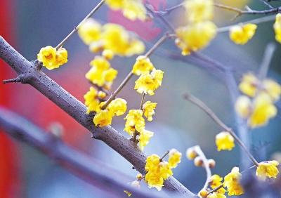 如果你想做一个冬天的李子