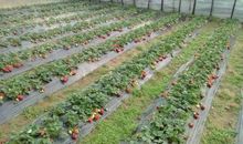 摘草莓作文400字