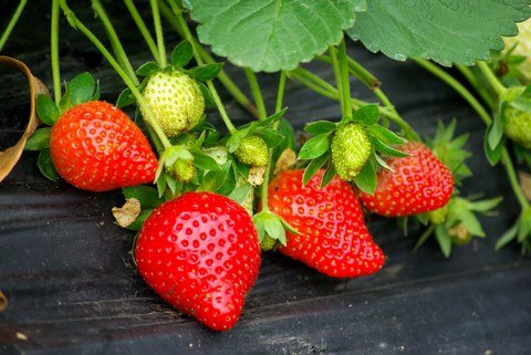 草莓采摘组成