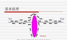 关于蚂蚁的启示
