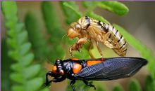 昆虫记蝉的读后感