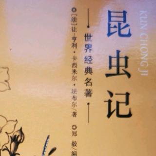 看了石膏工的蜜蜂