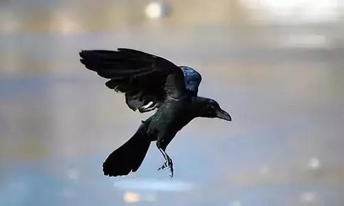 关于阅读《聪明的乌鸦》的思考