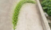 狗尾巴草的作文