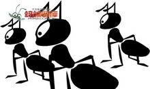 蚂蚁的启示300字